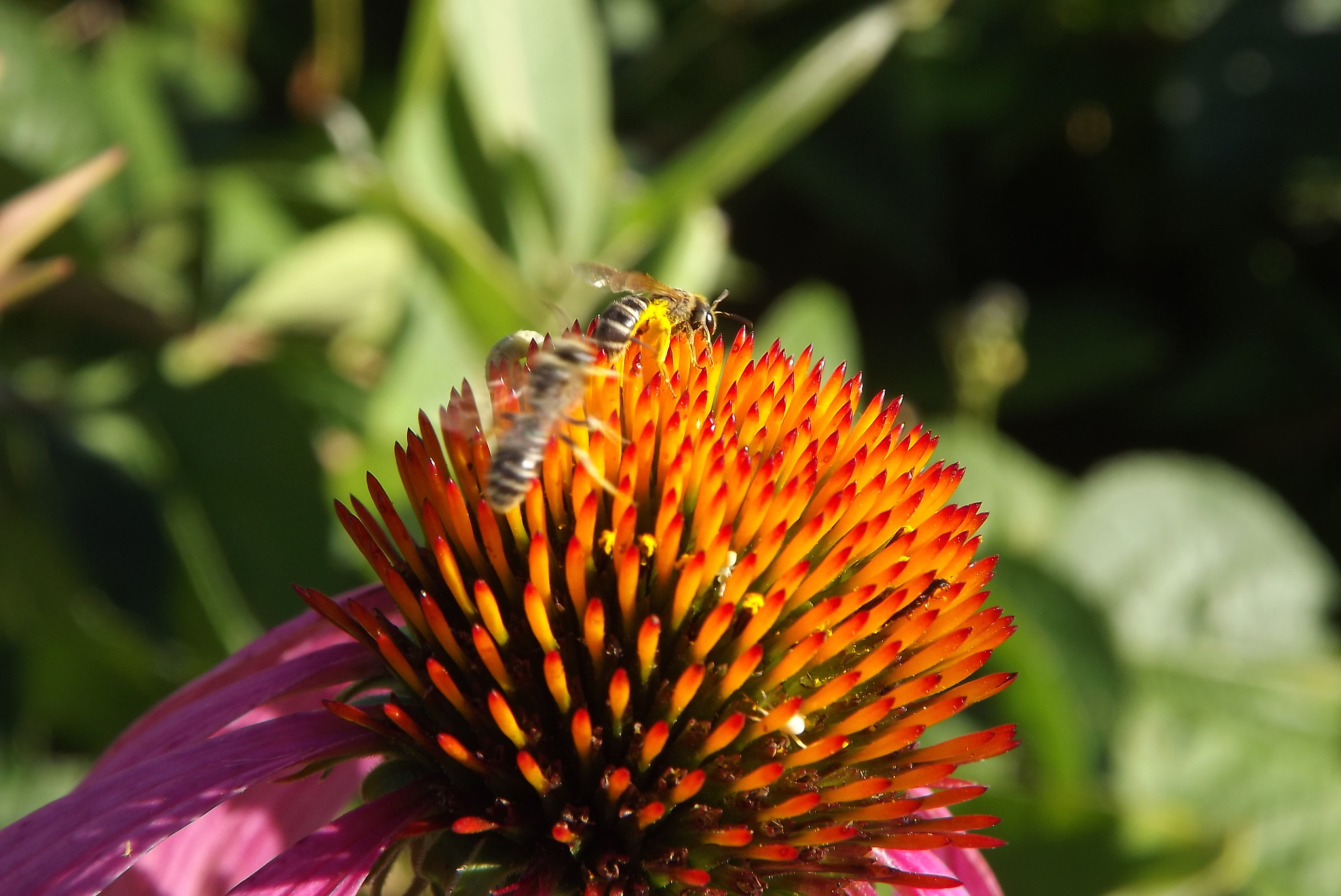 Fujifilm FinePix S4080 sample photo. Lil beast on a flower photography