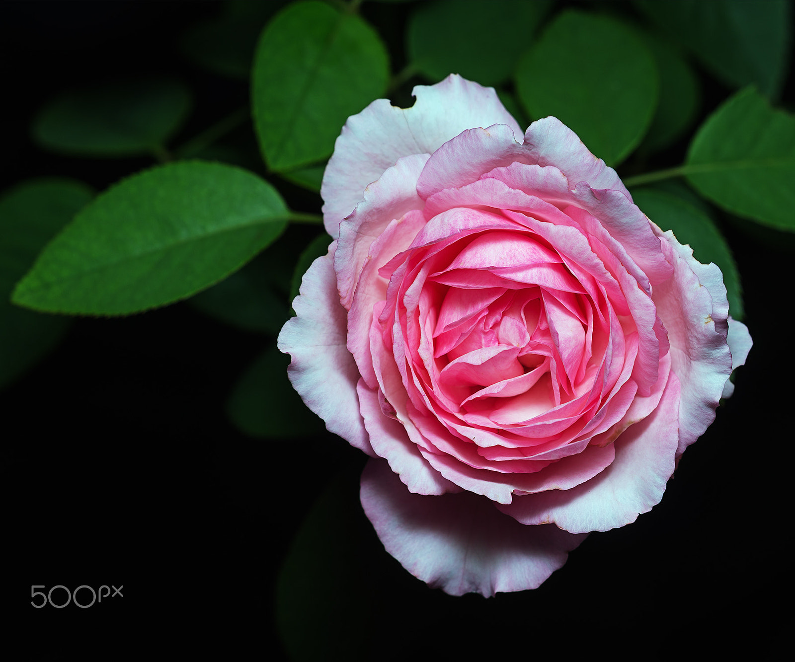 Sony a99 II + Sony 100mm F2.8 Macro sample photo. Yves martinoorgan photography