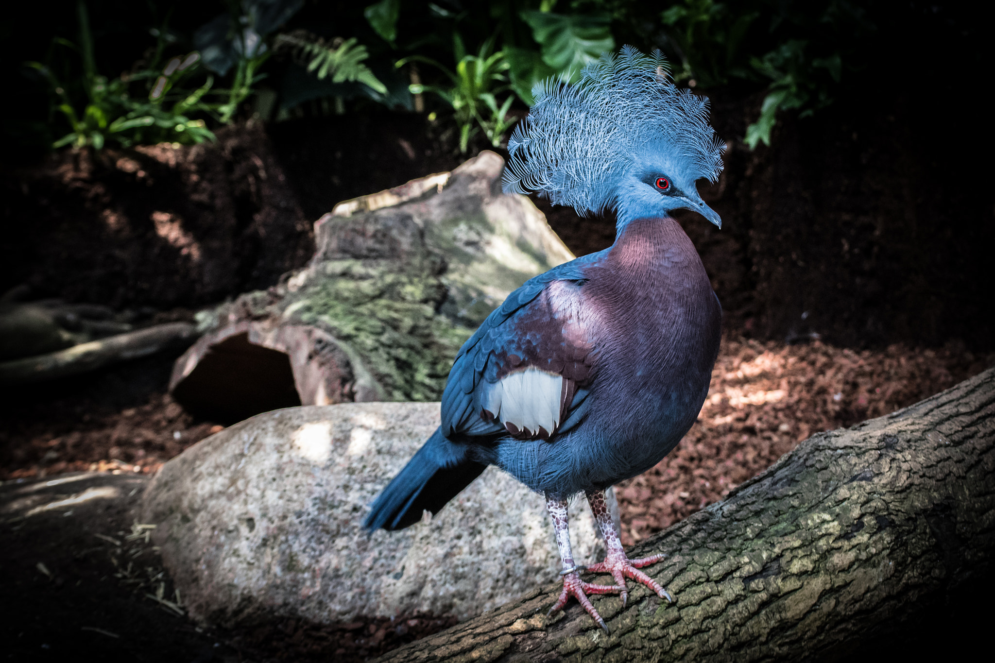 Tamron SP 35mm F1.8 Di VC USD sample photo. Victorian crown pigeon photography