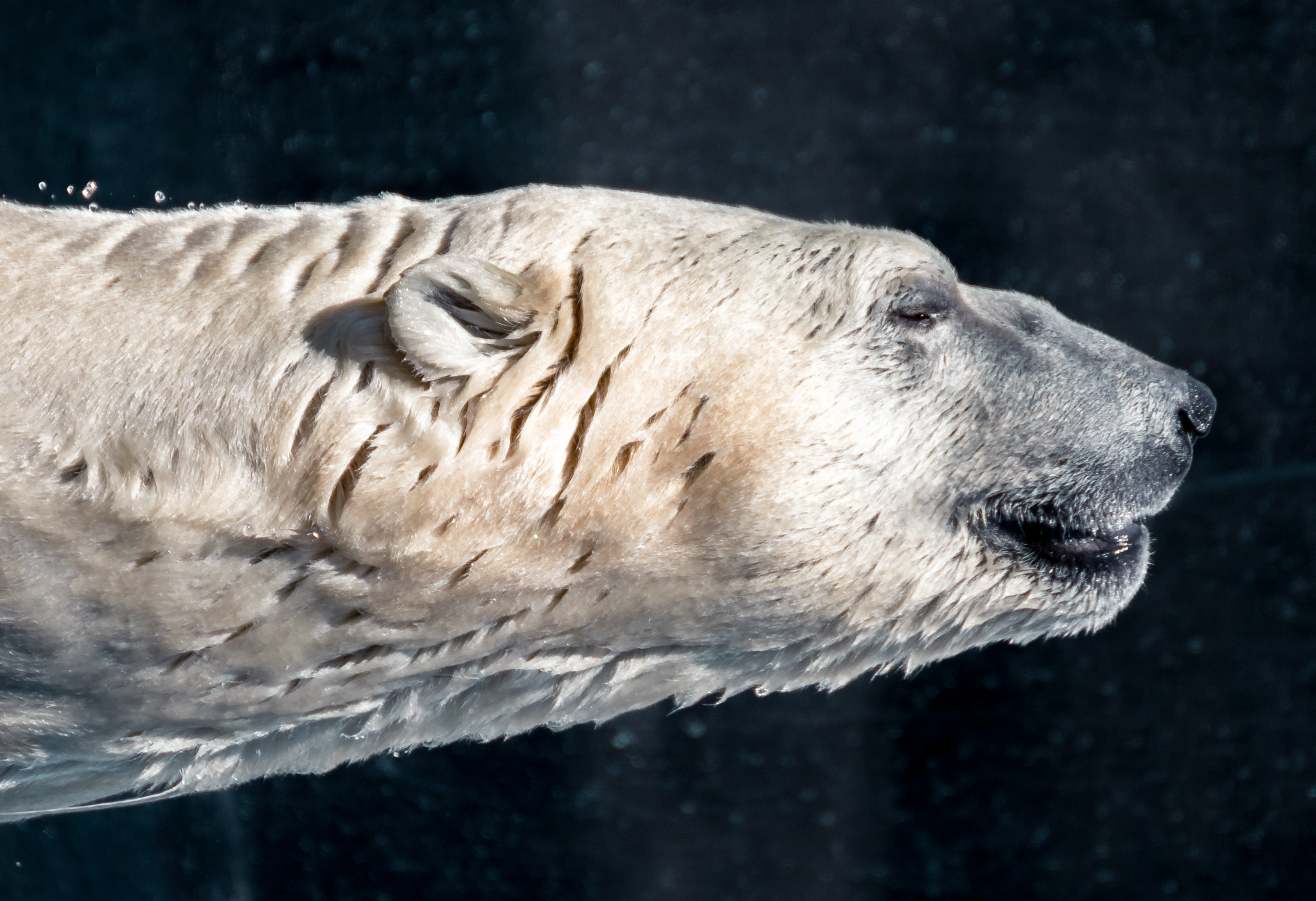 Tamron SP 35mm F1.8 Di VC USD sample photo. Ivan the polar bear photography