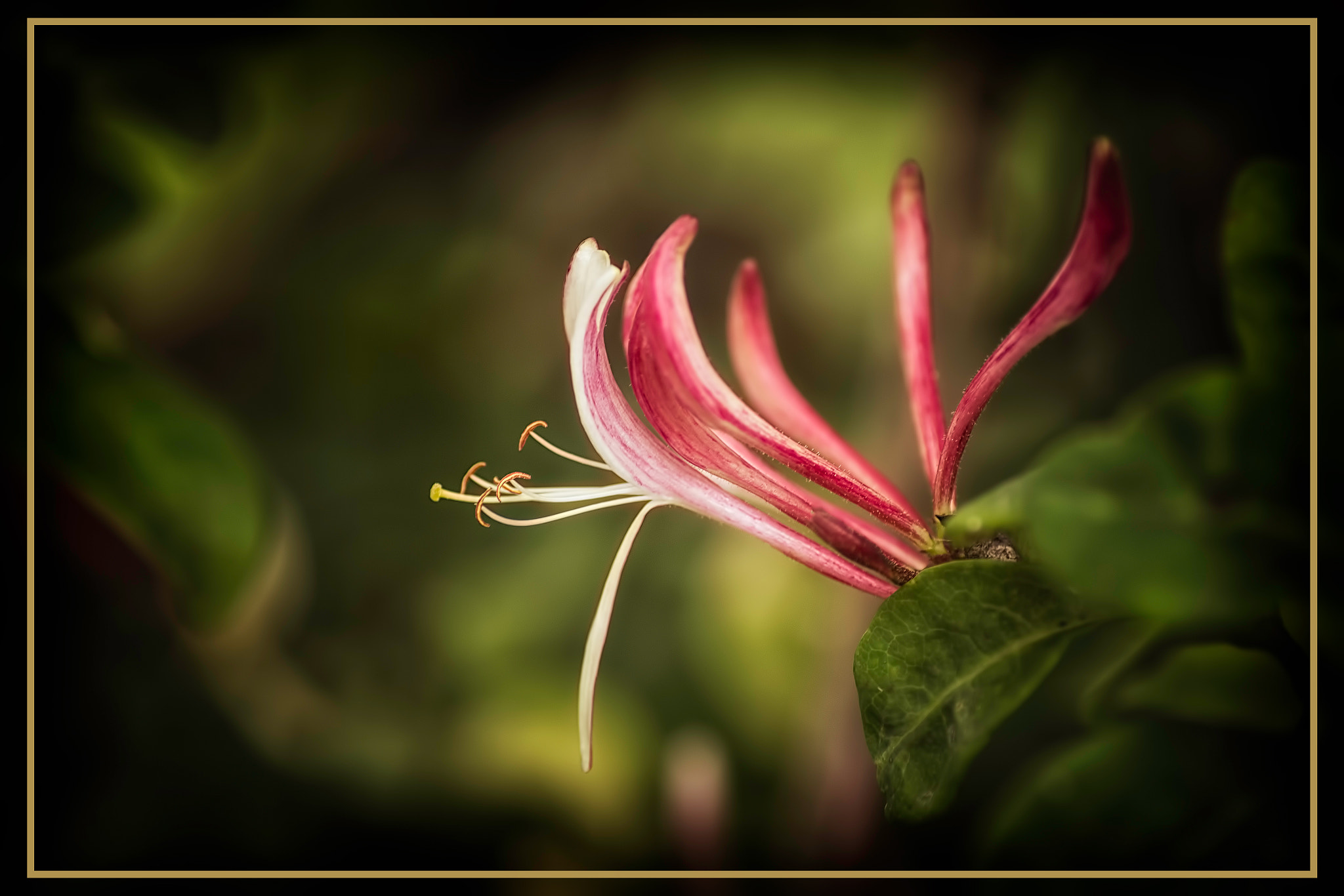 Tamron SP AF 90mm F2.8 Di Macro sample photo. Honeysuckle photography
