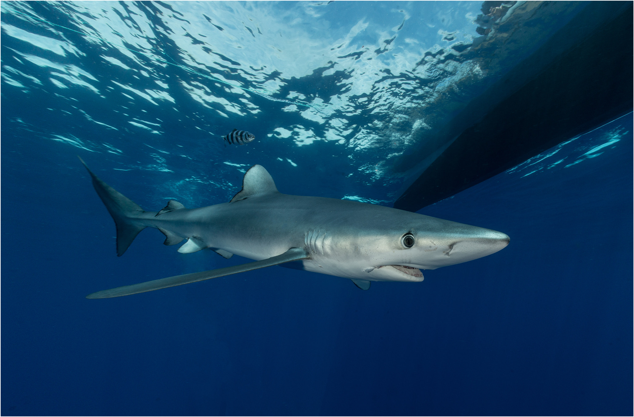 Nikon D800E + Nikon AF Fisheye-Nikkor 16mm F2.8D sample photo. Blue shark photography