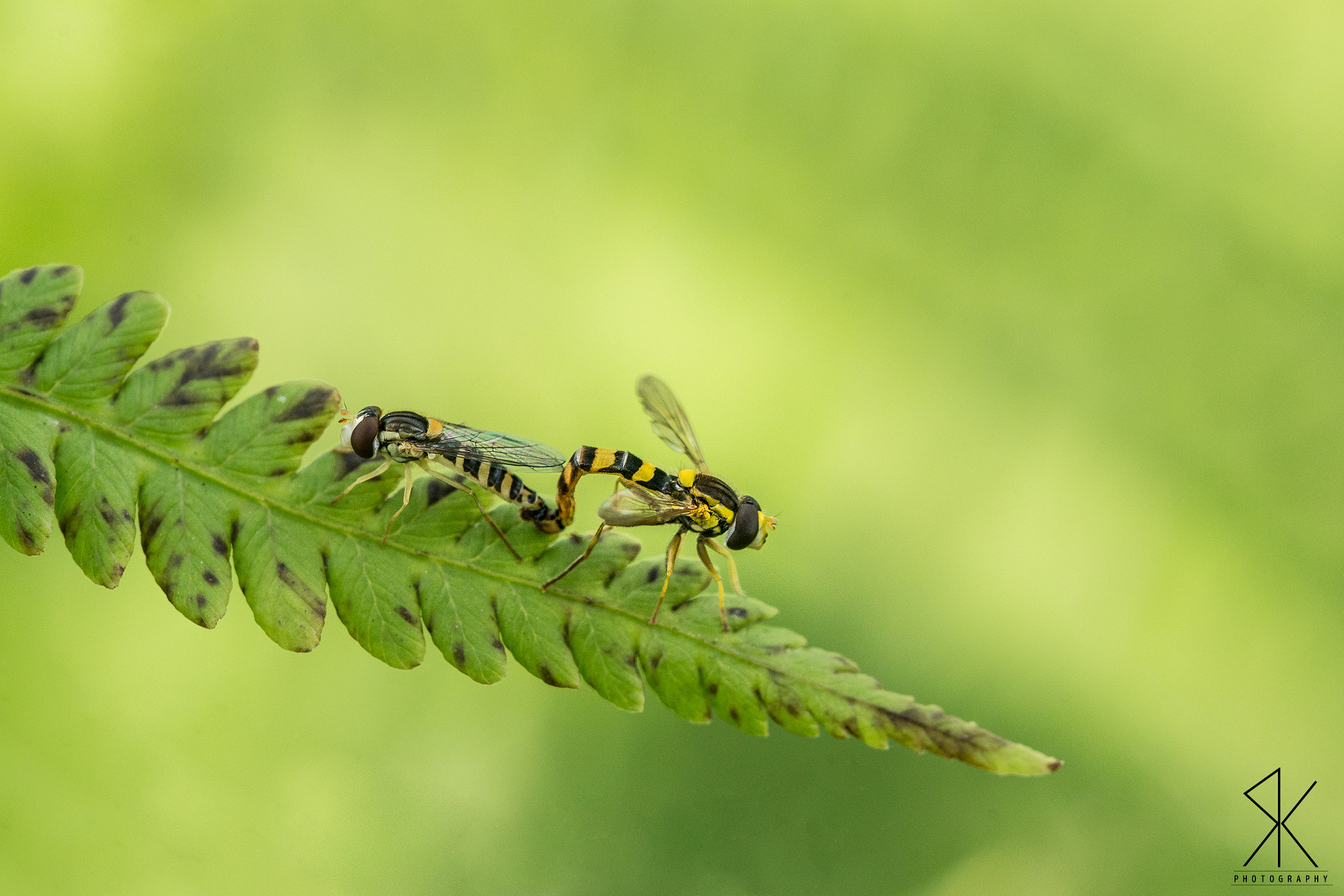 Nikon D800E + Sigma 150mm F2.8 EX DG Macro HSM sample photo. Sex! photography