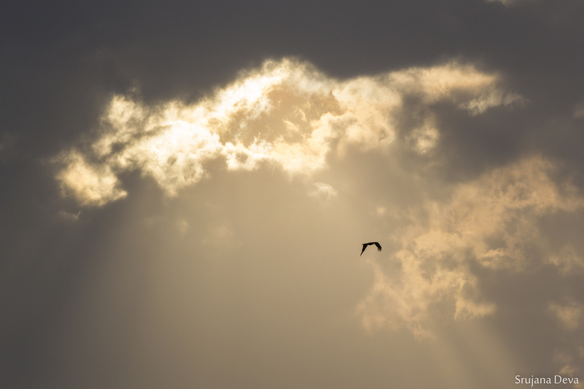 Nikon AF-S Nikkor 200-500mm F5.6E ED VR sample photo. Lone kite photography
