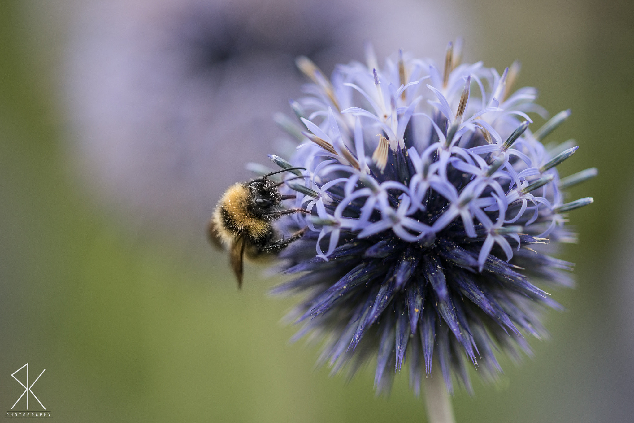 Sigma 150mm F2.8 EX DG Macro HSM sample photo. Bumblebee photography