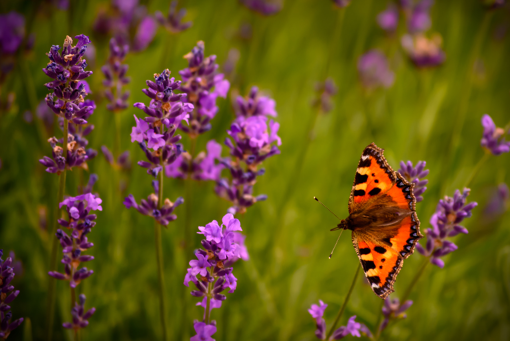 Nikon D7100 + Nikon AF-S DX Nikkor 55-200mm F4-5.6G VR II sample photo. Beautiful butterfly photography