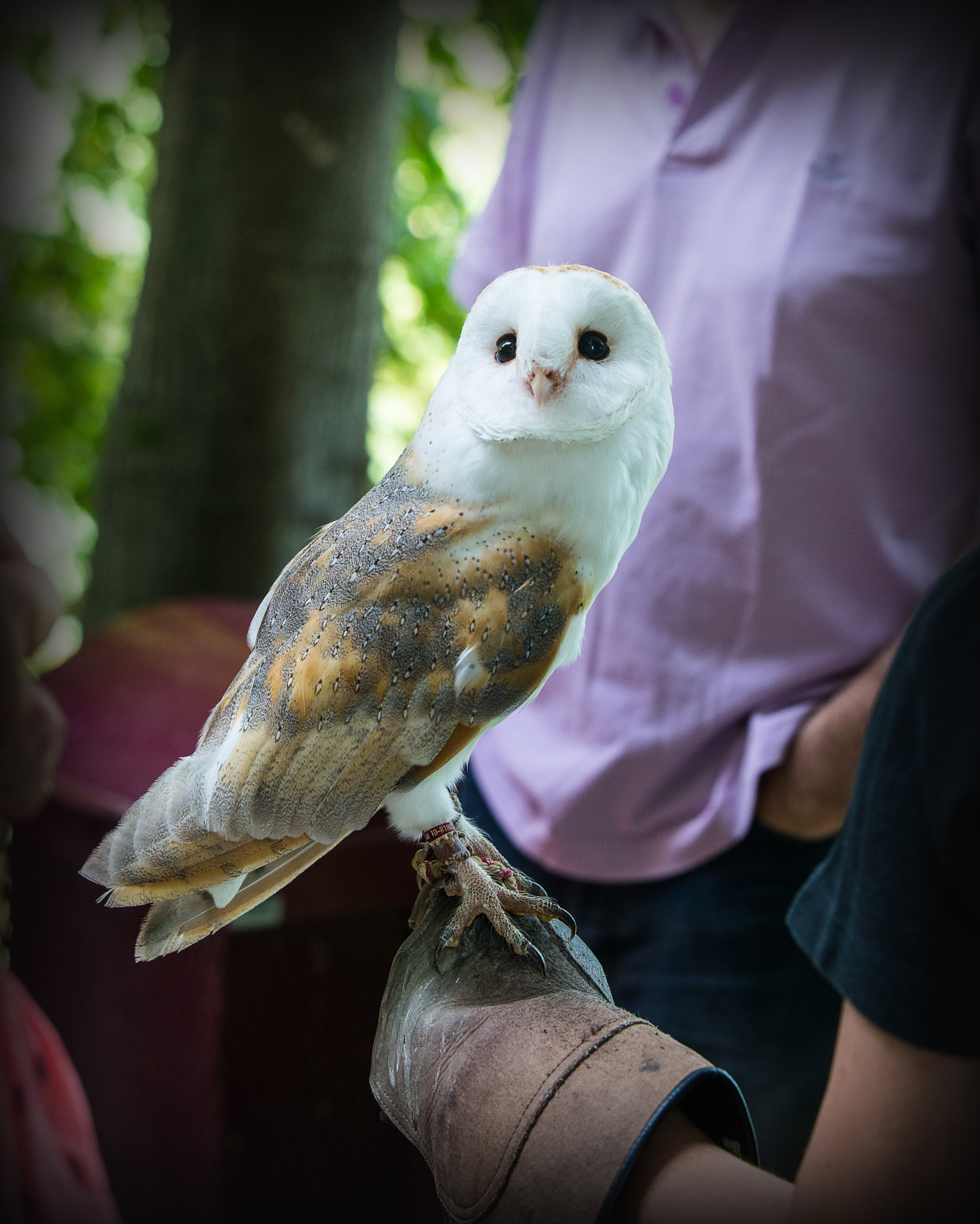 AF-S Zoom-Nikkor 80-200mm f/2.8D IF-ED sample photo. Barbagianni (barn owl) - tyto alba photography