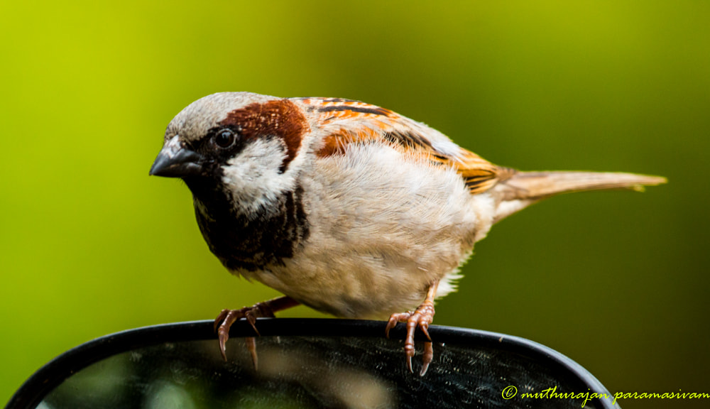 Canon EF 100-400mm F4.5-5.6L IS USM sample photo
