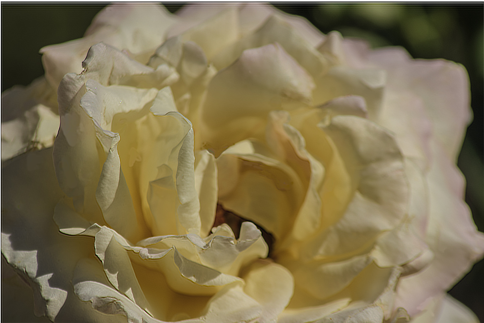 Canon EOS 600D (Rebel EOS T3i / EOS Kiss X5) + Tamron AF 70-300mm F4-5.6 Di LD Macro sample photo. A white rose by any other name... photography