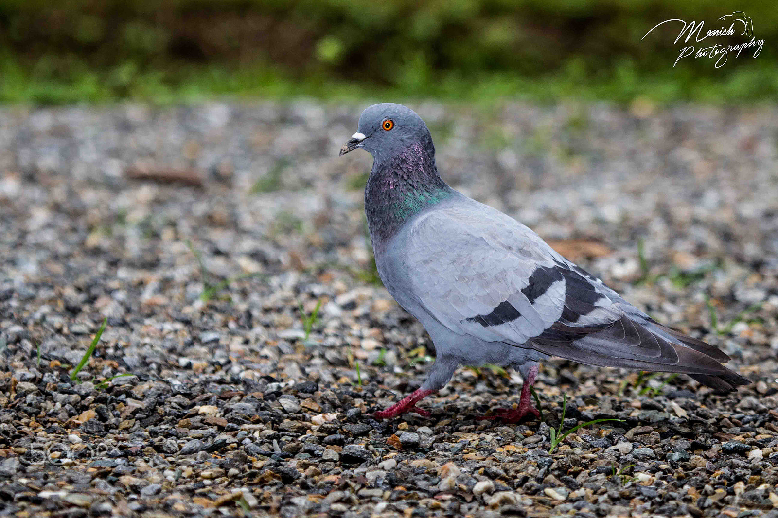 Canon EF 100-400mm F4.5-5.6L IS USM sample photo. Pigeon photography