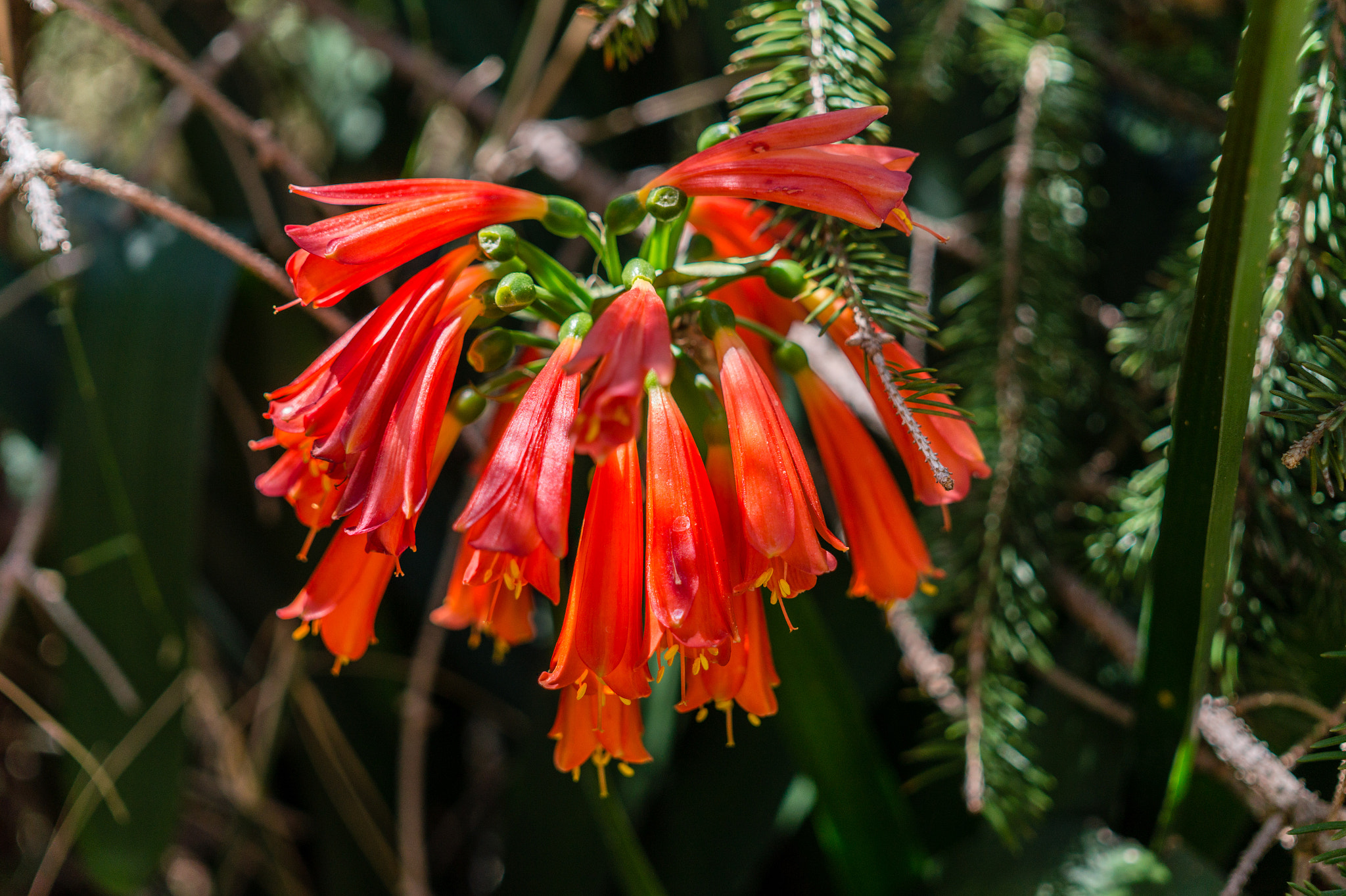 Sony Alpha a5000 (ILCE 5000) + Sigma 30mm F2.8 EX DN sample photo. Red flower. photography