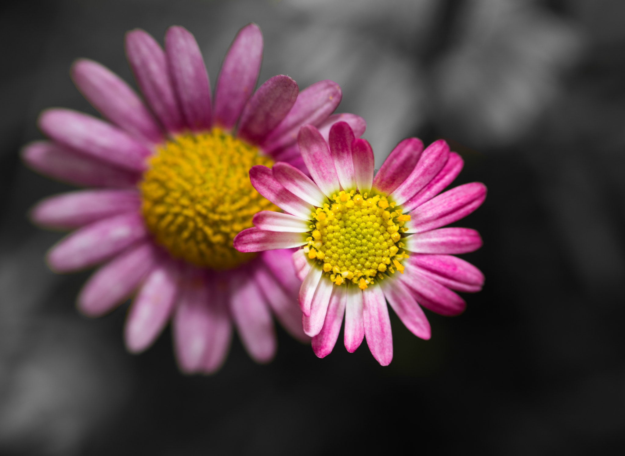 Nikon D750 + AF Nikkor 85mm f/1.8 sample photo. Flower photography