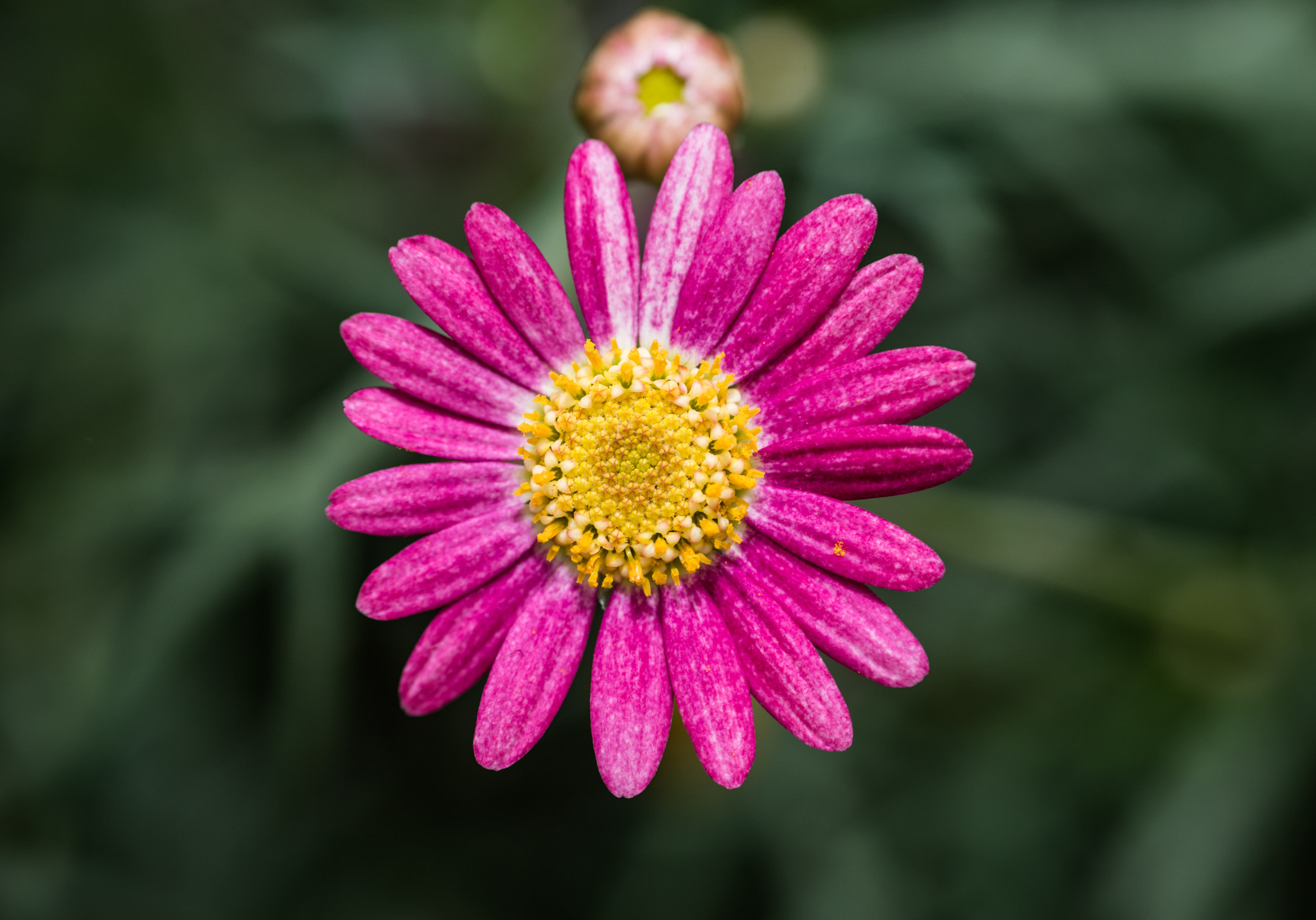 Nikon D750 + AF Nikkor 85mm f/1.8 sample photo. Flower photography