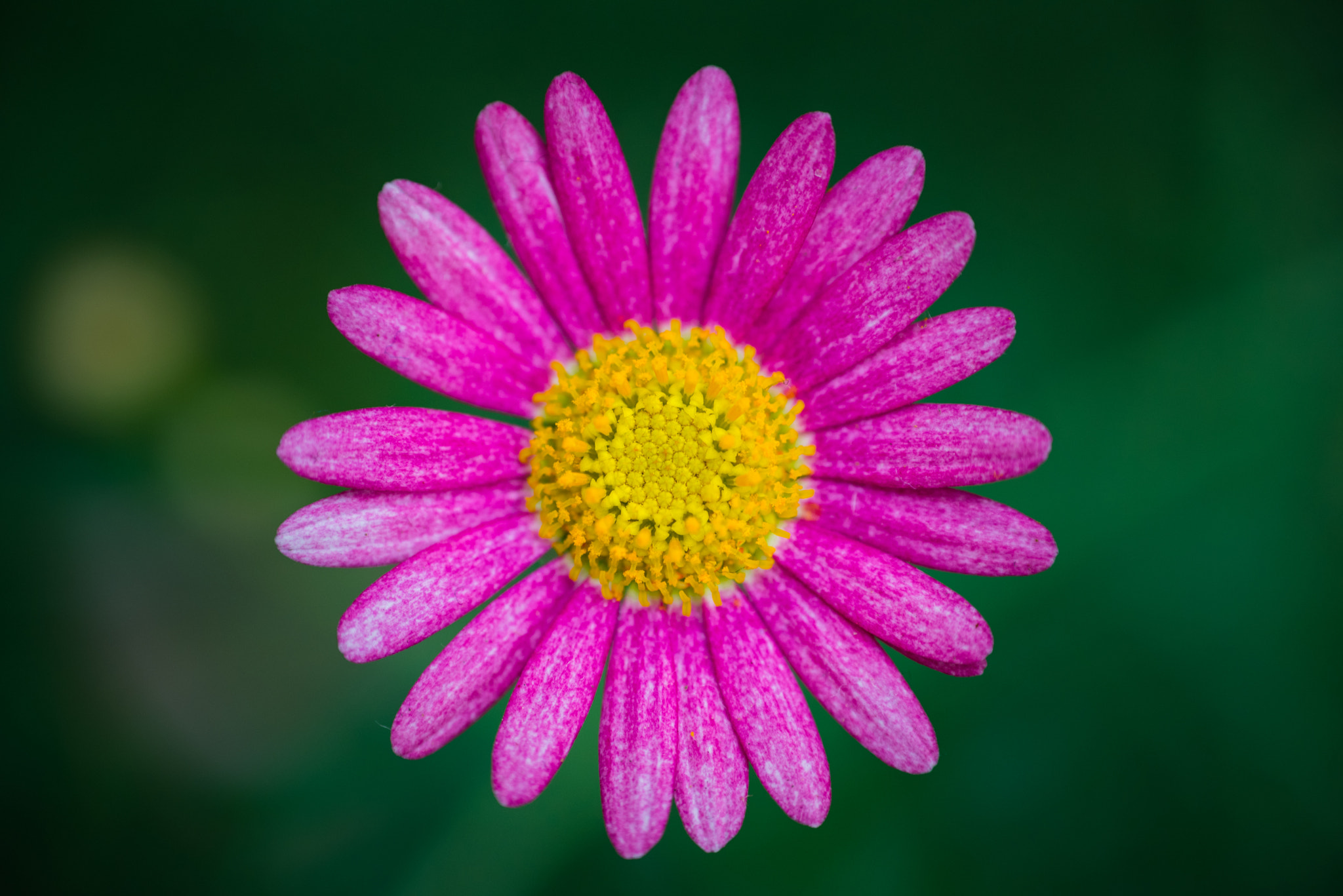 AF Nikkor 85mm f/1.8 sample photo. Flower photography