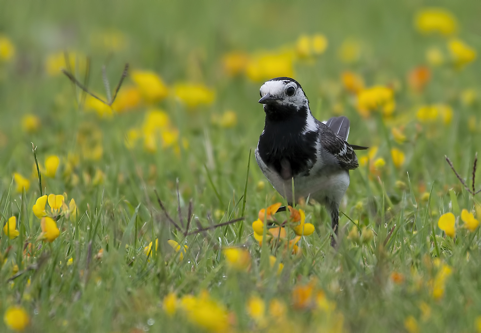 Nikon D600 + Nikon AF-S Nikkor 200-500mm F5.6E ED VR sample photo. Motacilla summer time photography