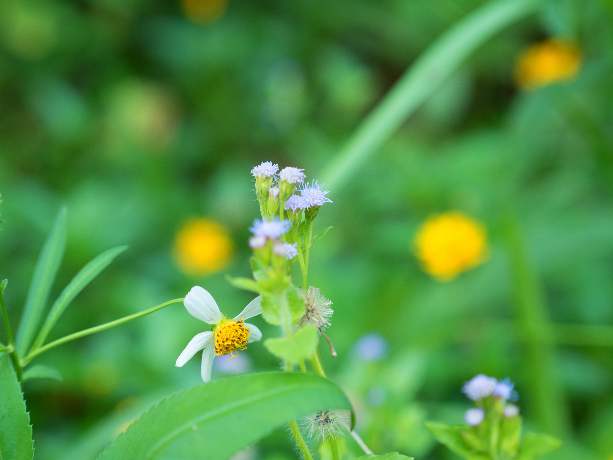 Olympus OM-D E-M5 II + Panasonic Leica DG Nocticron 42.5mm F1.2 ASPH OIS sample photo. Tiny ones photography