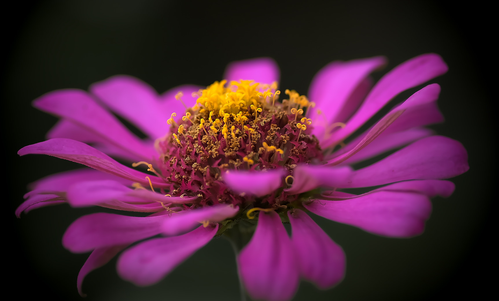 Pentax K-50 + Pentax smc D-FA 100mm F2.8 Macro WR sample photo. Asteraceae flower photography