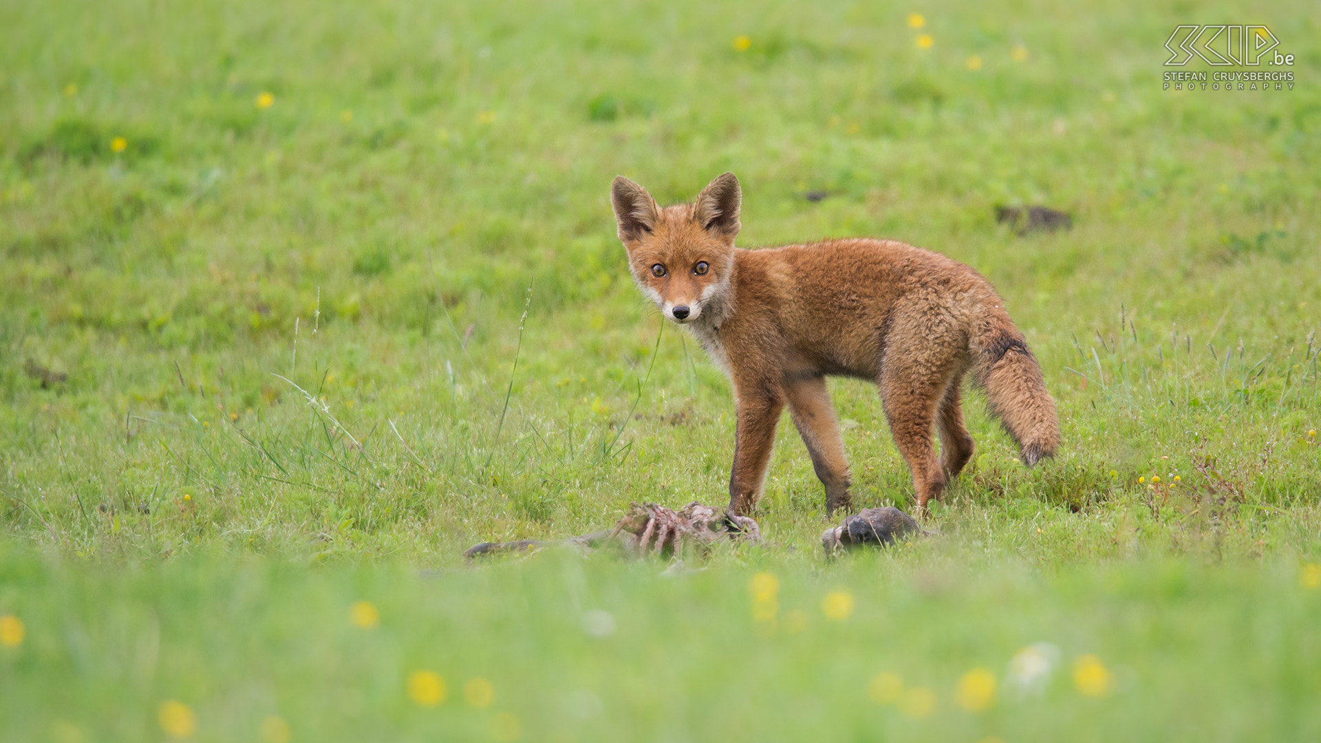 Sigma 150-600mm F5-6.3 DG OS HSM | S sample photo. Juvenile fox photography