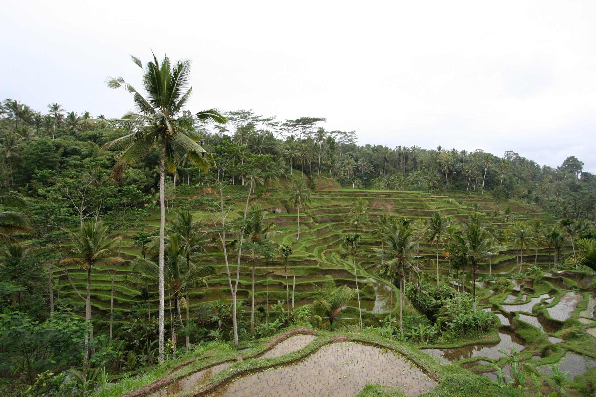 Canon EOS 350D (EOS Digital Rebel XT / EOS Kiss Digital N) sample photo. Rice plantations ubud photography
