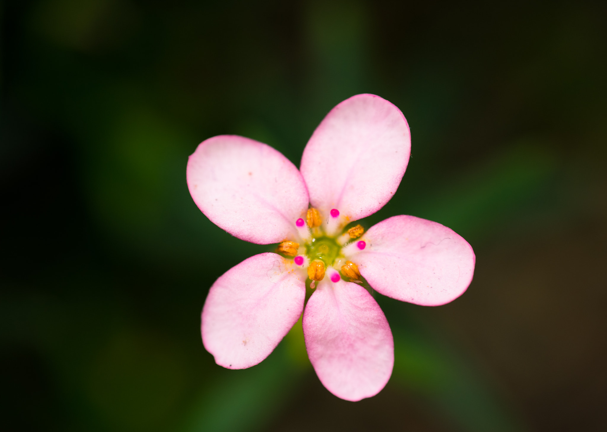 Nikon D750 + AF Nikkor 85mm f/1.8 sample photo. Flower photography