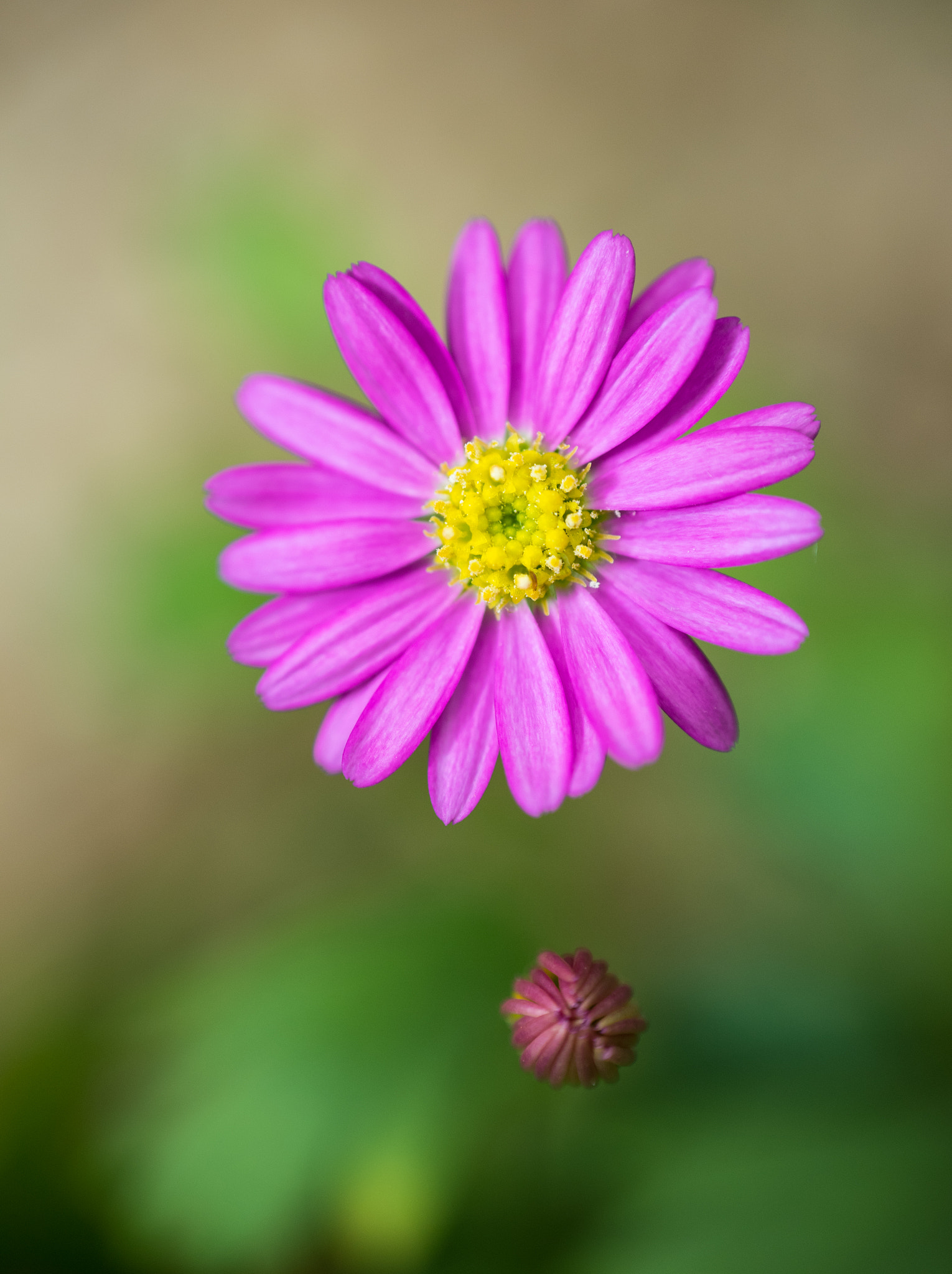 Nikon D750 + AF Nikkor 85mm f/1.8 sample photo. Flower photography