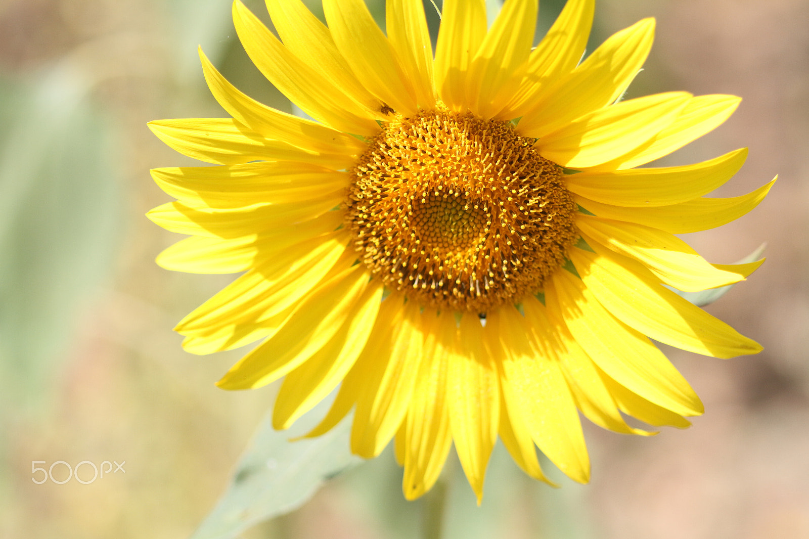 Sigma 105mm F2.8 EX DG Macro sample photo. Girasol photography
