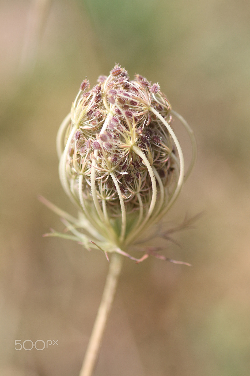 Canon EOS 7D + Sigma 105mm F2.8 EX DG Macro sample photo. Flor semiseca photography