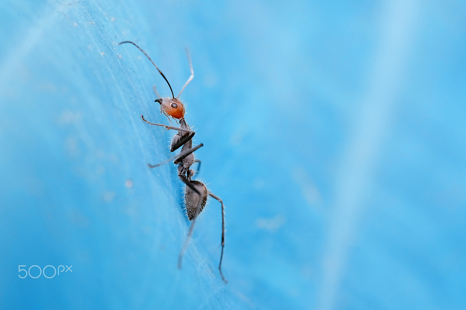 Fujifilm X-M1 + Fujifilm XC 50-230mm F4.5-6.7 OIS II sample photo. Red headed ant photography