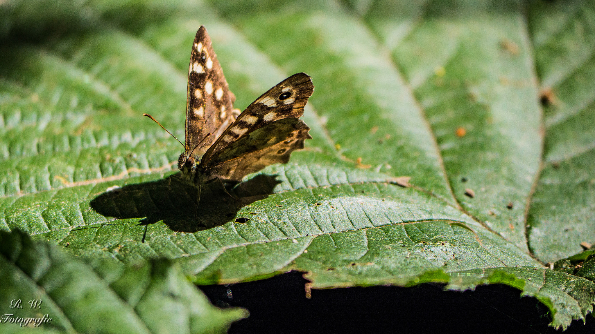 Panasonic Lumix DMC-GH3 sample photo. Schmetterling photography