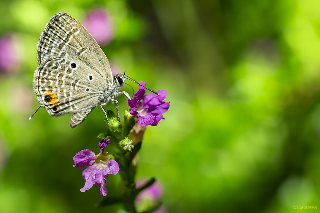 Canon EOS 6D + Canon EF 50mm F2.5 Macro sample photo. Papillon ... photography