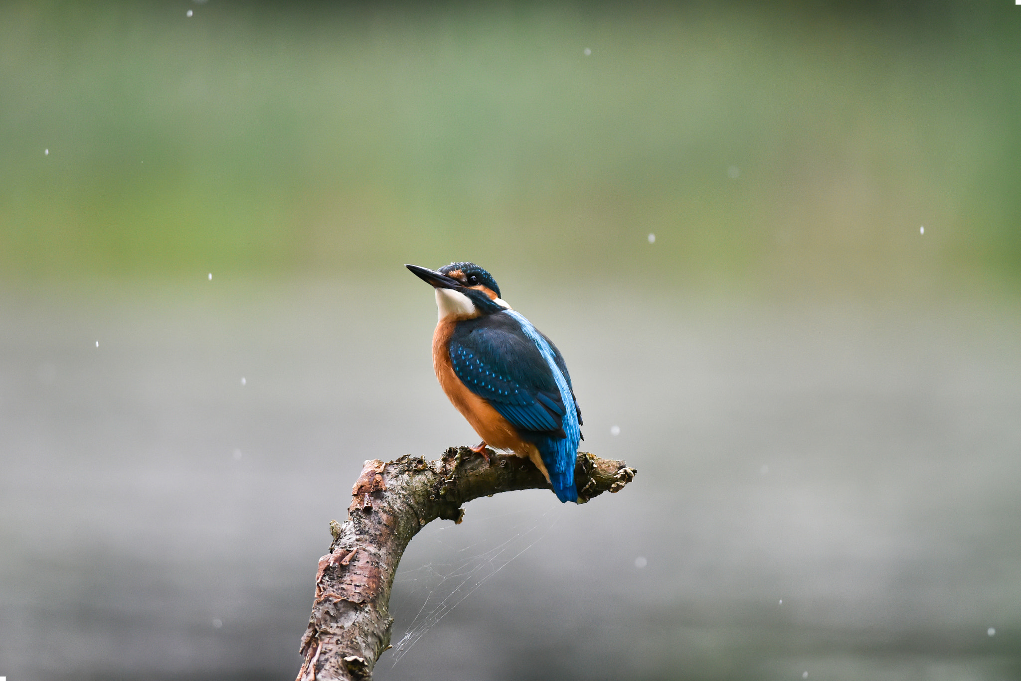 Nikon D810 + Nikon AF-S Nikkor 300mm F4D ED-IF sample photo. Its raining photography