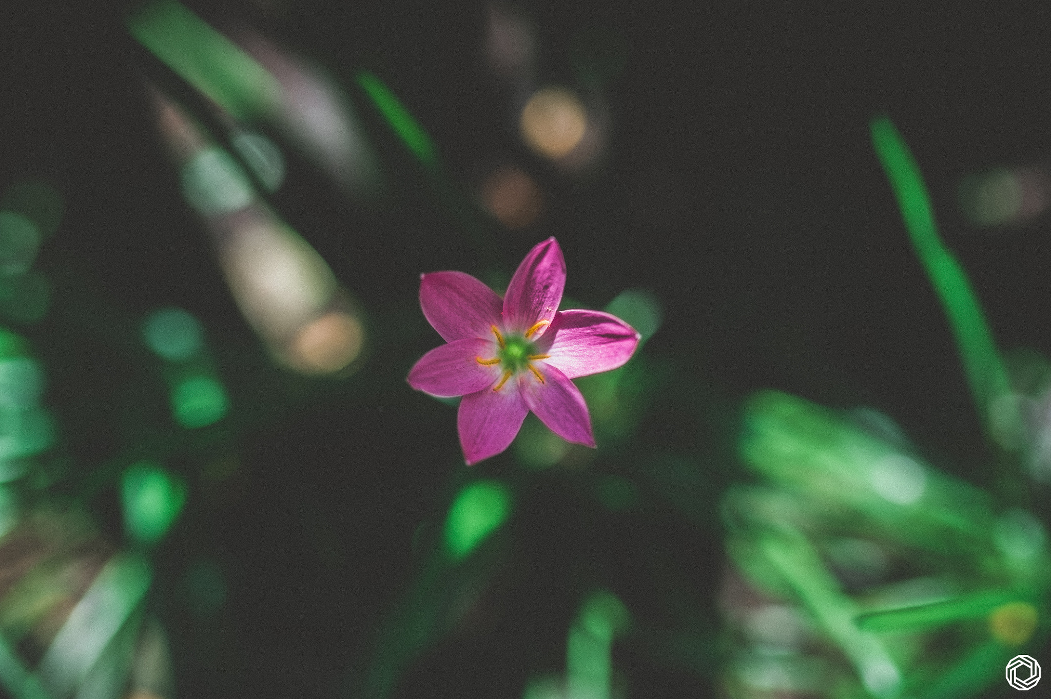 Nikon D3S + Sigma 35mm F1.4 DG HSM Art sample photo. Closer photography