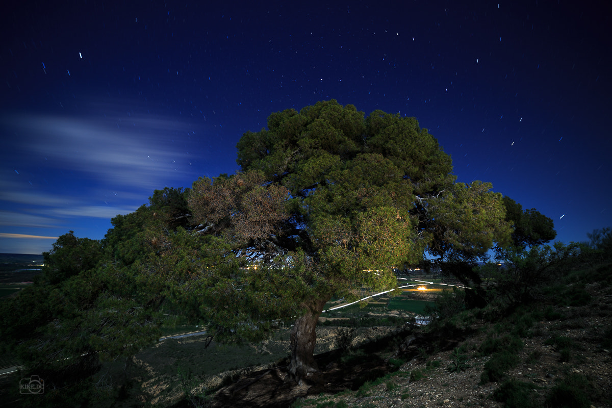 Canon EF 28-80mm f/3.5-5.6 sample photo. El viejo pino photography
