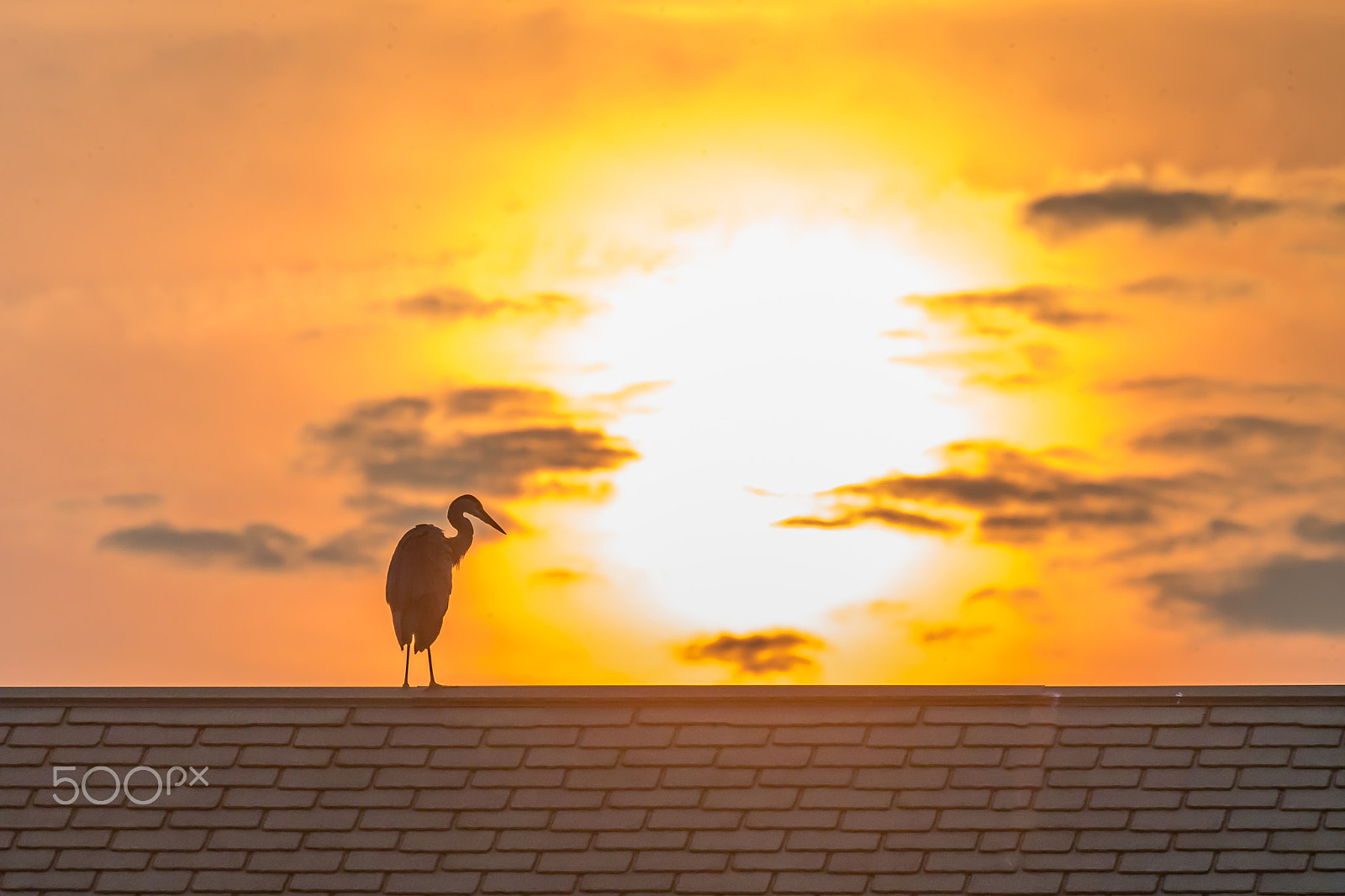 Canon EOS-1D X sample photo. The sunset photography