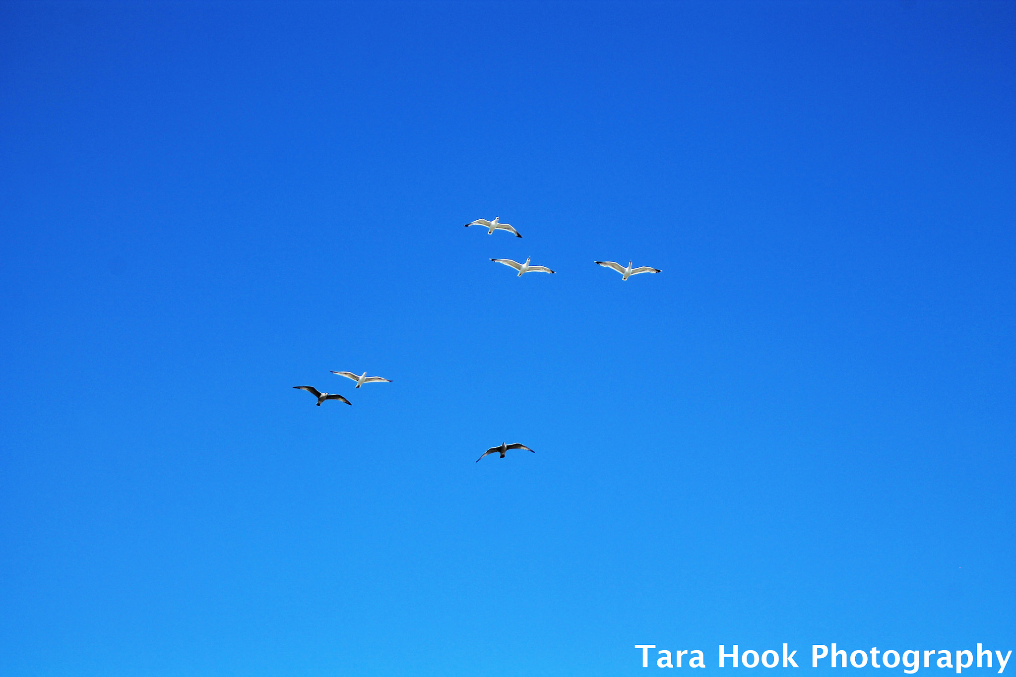 Canon EF 28-80mm f/3.5-5.6 sample photo. Taking flight photography