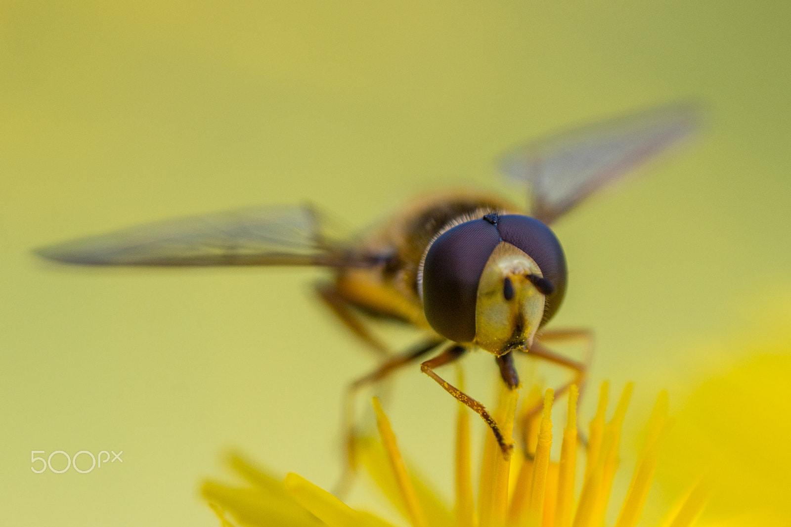 Canon MP-E 65mm F2.5 1-5x Macro Photo sample photo. Syrphe photography