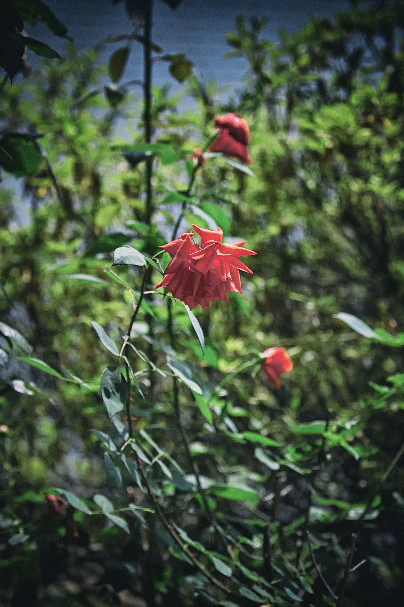 Sigma SD10 sample photo. Flowers photography