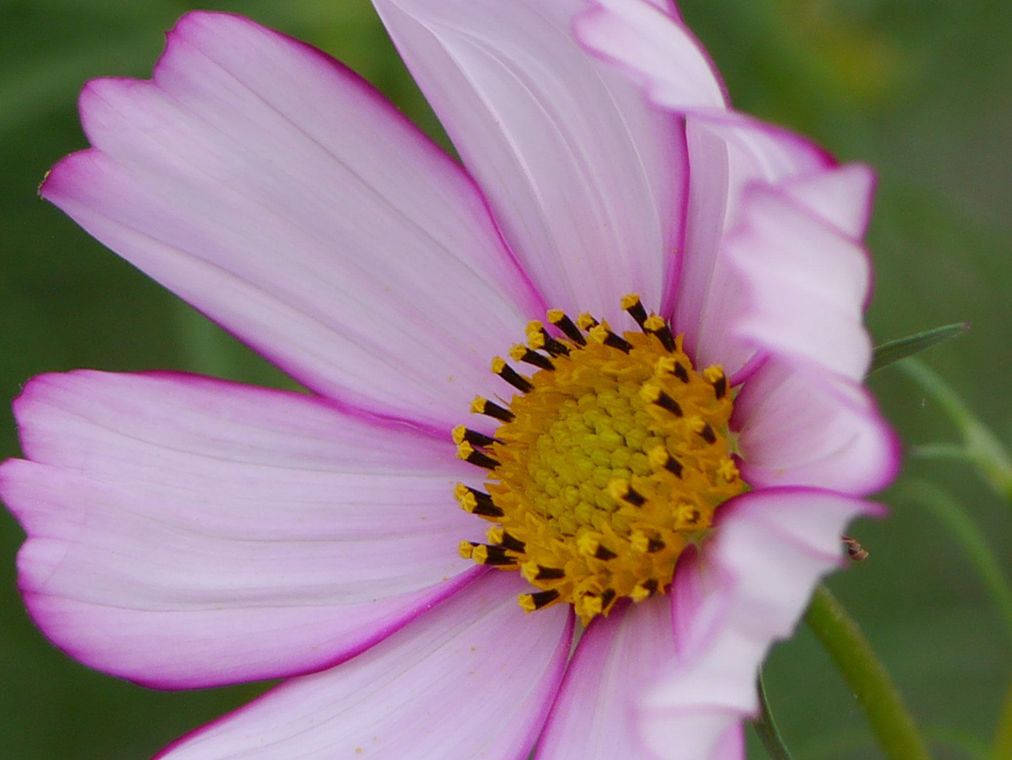 Panasonic Lumix G Macro 30mm F2.8 ASPH Mega OIS sample photo. A photography