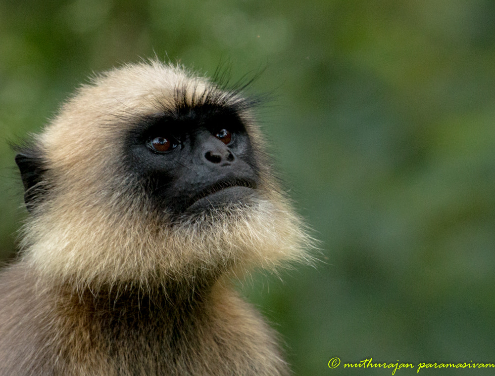 Canon EF 100-400mm F4.5-5.6L IS USM sample photo