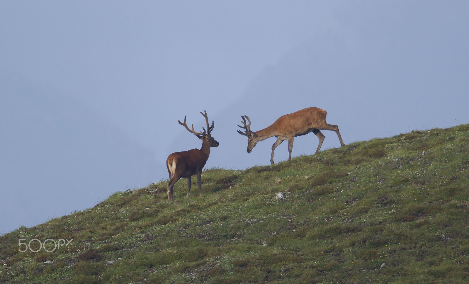 Nikon D3200 + Nikon AF-S Nikkor 500mm F4G ED VR sample photo. The bowing photography