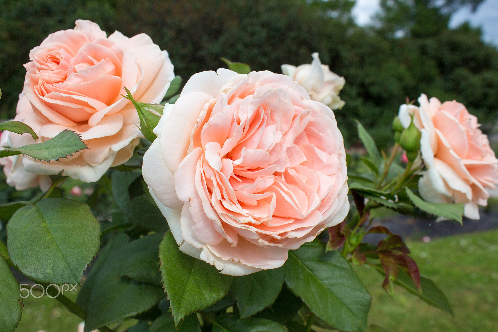 Canon EOS 650D (EOS Rebel T4i / EOS Kiss X6i) sample photo. Three beautiful roses photography