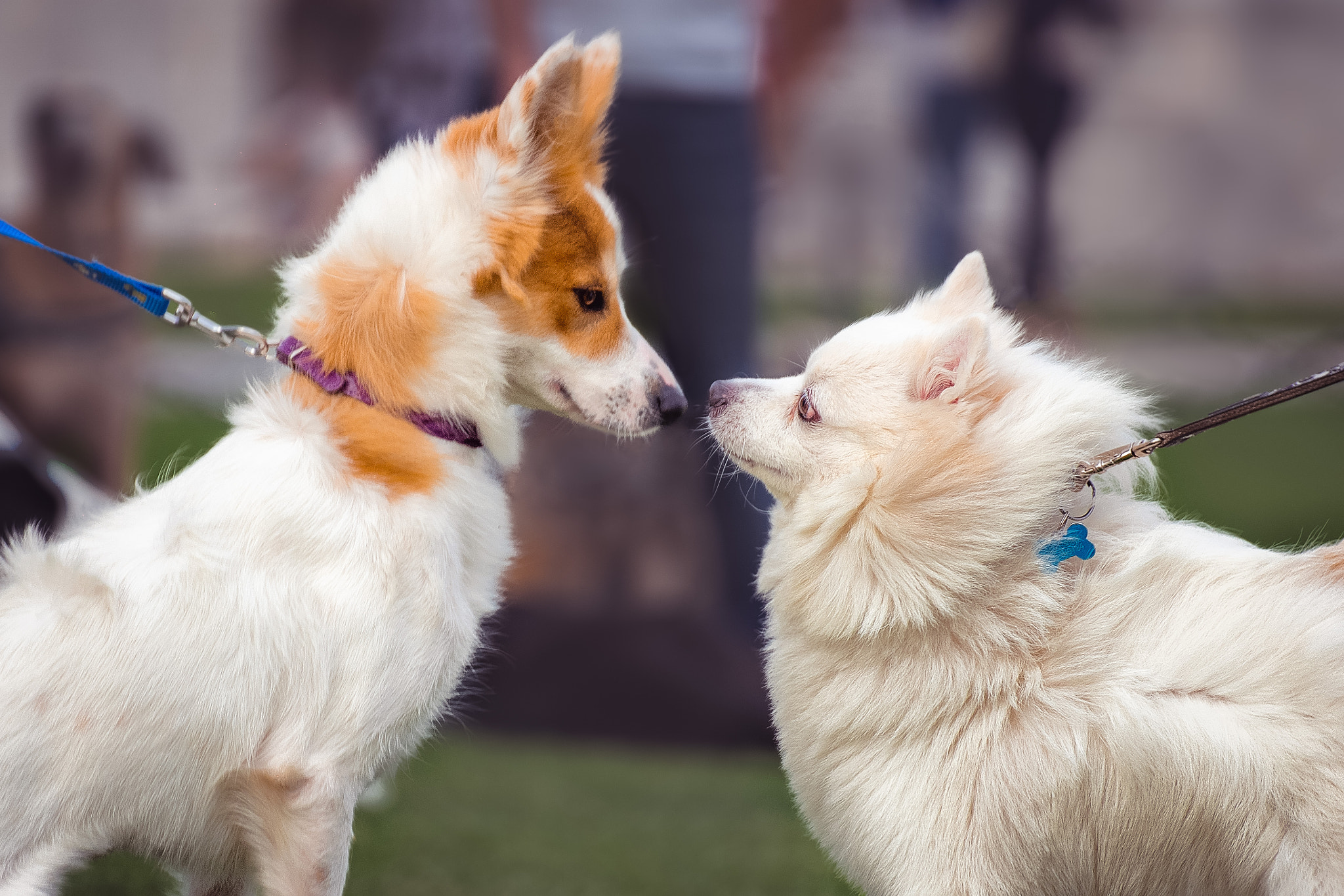 Sony a7 + Tamron SP 70-300mm F4-5.6 Di USD sample photo. Restrained love photography