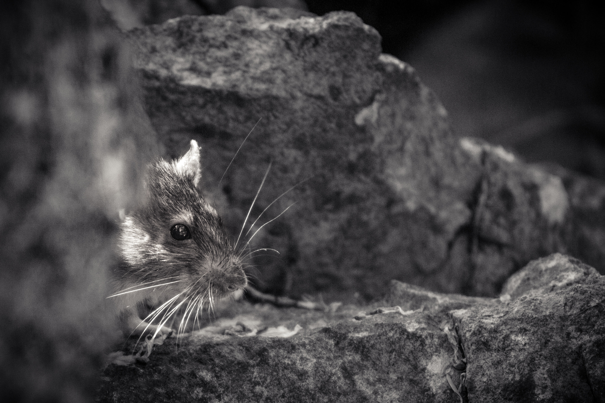 Canon EOS 650D (EOS Rebel T4i / EOS Kiss X6i) sample photo. Wild rat photography