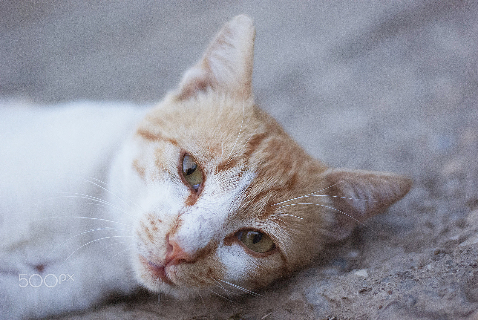 Nikon D80 + Nikon AF-S Nikkor 50mm F1.8G sample photo. My little pet photography