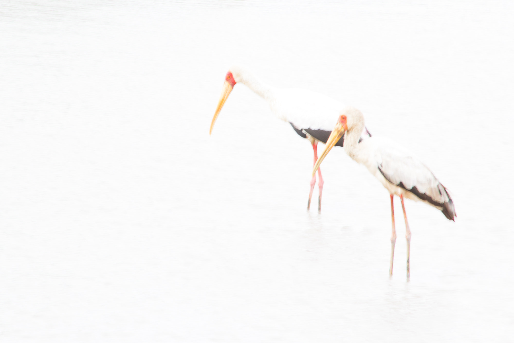 Canon EF 100-300mm F4.5-5.6 USM sample photo. Storks 2 photography