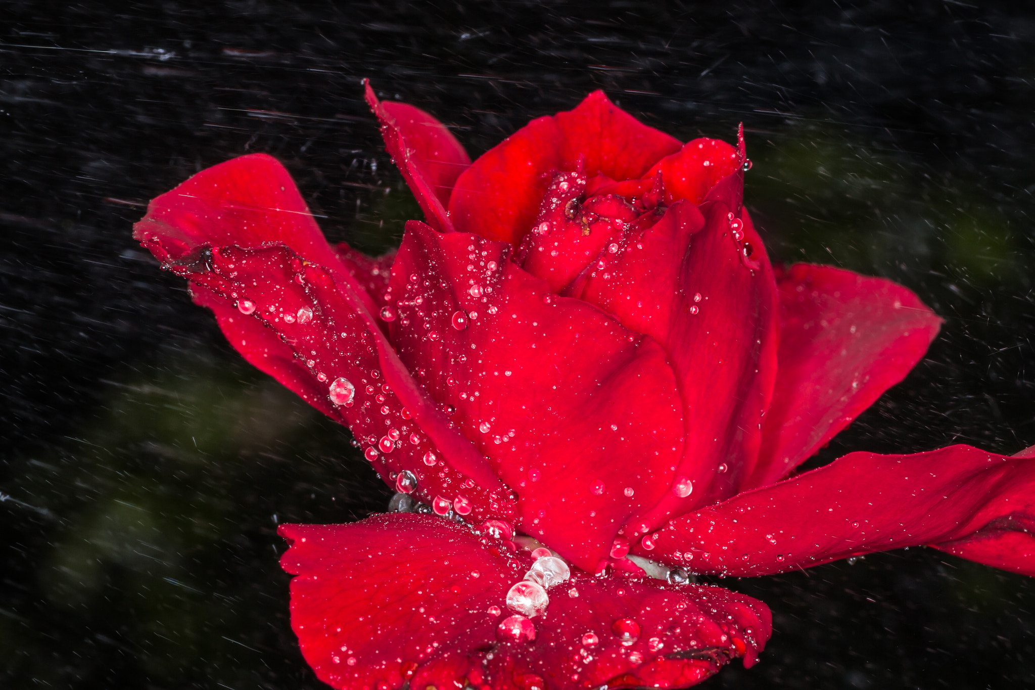 Canon EOS 600D (Rebel EOS T3i / EOS Kiss X5) + Tamron SP AF 90mm F2.8 Di Macro sample photo. Sprinkled rose photography