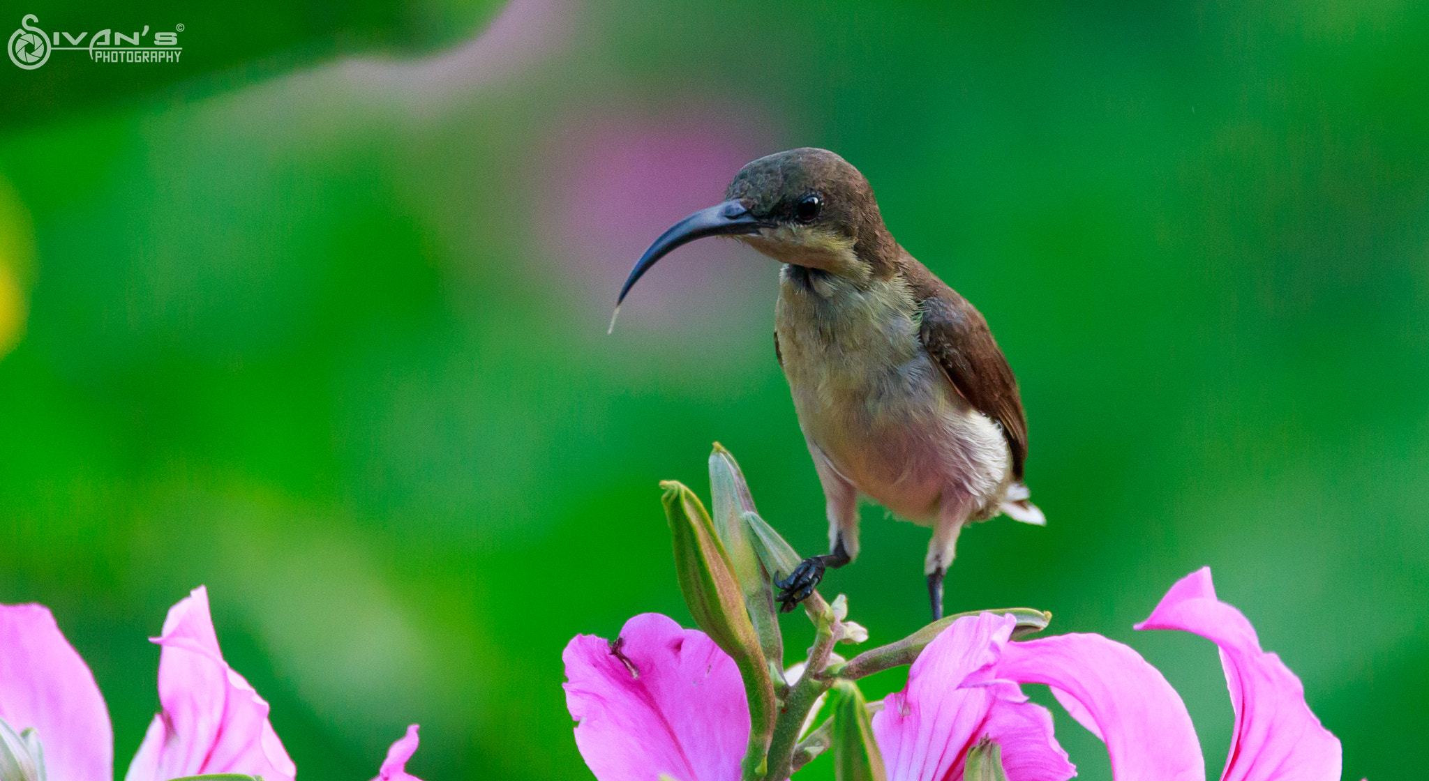 Sigma 150-600mm F5-6.3 DG OS HSM | C sample photo. Good morning, nice seeing you..... photography