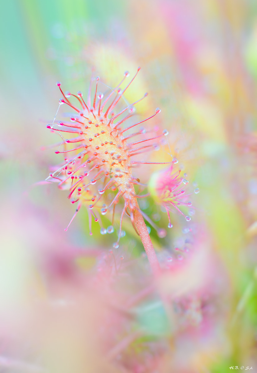 Sigma 150mm F2.8 EX DG OS Macro HSM sample photo. Langblättriger sonnentau photography