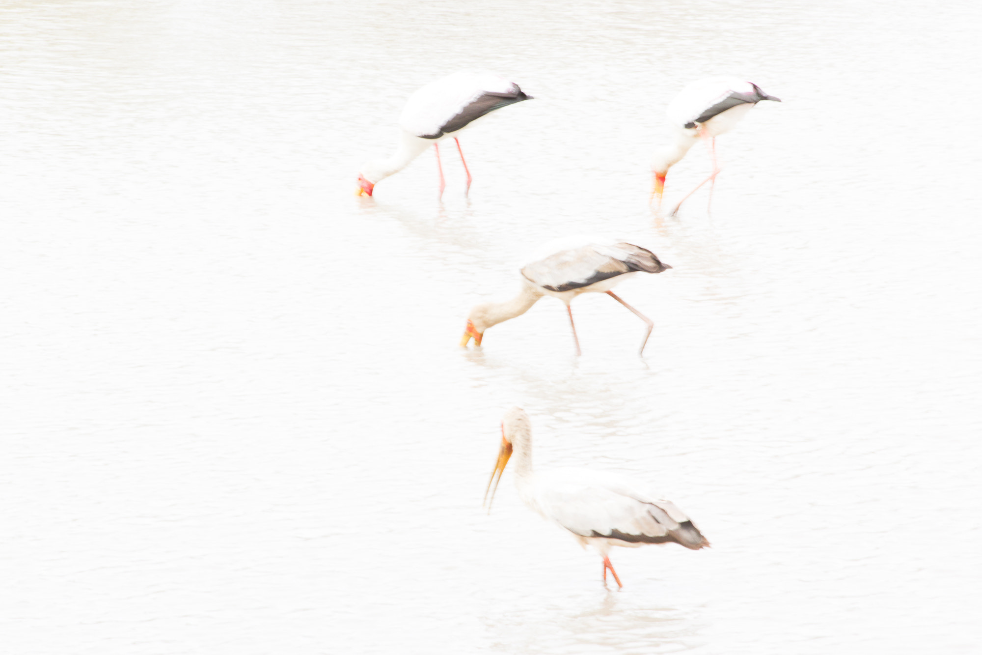 Canon EOS 60D + Canon EF 100-300mm F4.5-5.6 USM sample photo. Storks 1 photography