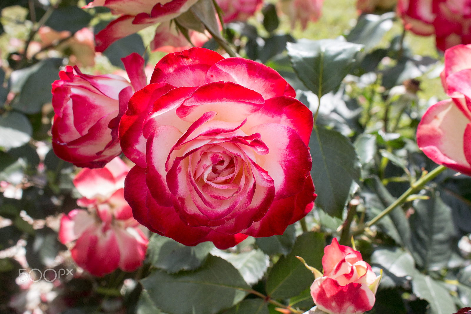 Canon EOS 650D (EOS Rebel T4i / EOS Kiss X6i) sample photo. Rose photography